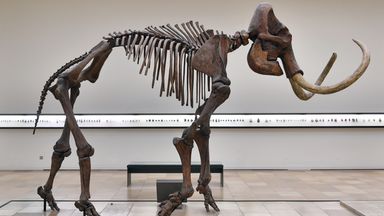 Obraz mamuta włochatego stoi na wystawie w Państwowym Muzeum Prehistorii w Halle w Niemczech, 7 października 2016 r. Obiekt zostanie rozebrany przez znawców designu i przewieziony do Jeny, gdzie zostanie odrestaurowany w prywatnym instytucie.  Zoologia i biologia ewolucyjna z Uniwersytetu Friedricha Schillera.  Mamuty znaleziono w 1953 roku w kopalni węgla brunatnego Braunsbedra.  Zdjęcie: Hendrik Schmidt / picture-alliance / dpa / AP Images